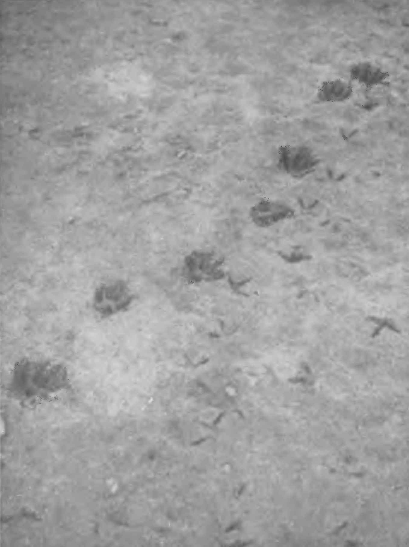 Рис. 4. Следы енотовидной собаки. Ростовская обл., лето 1952 г. (Фото Ю. М. Ралль).
