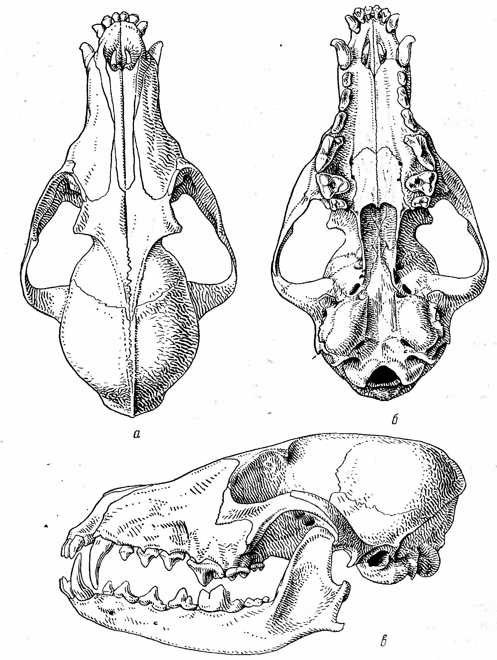 Рис. 2. Череп песца (Alopex lagopus L.). а — сверху; б — снизу; в — сбоку.
