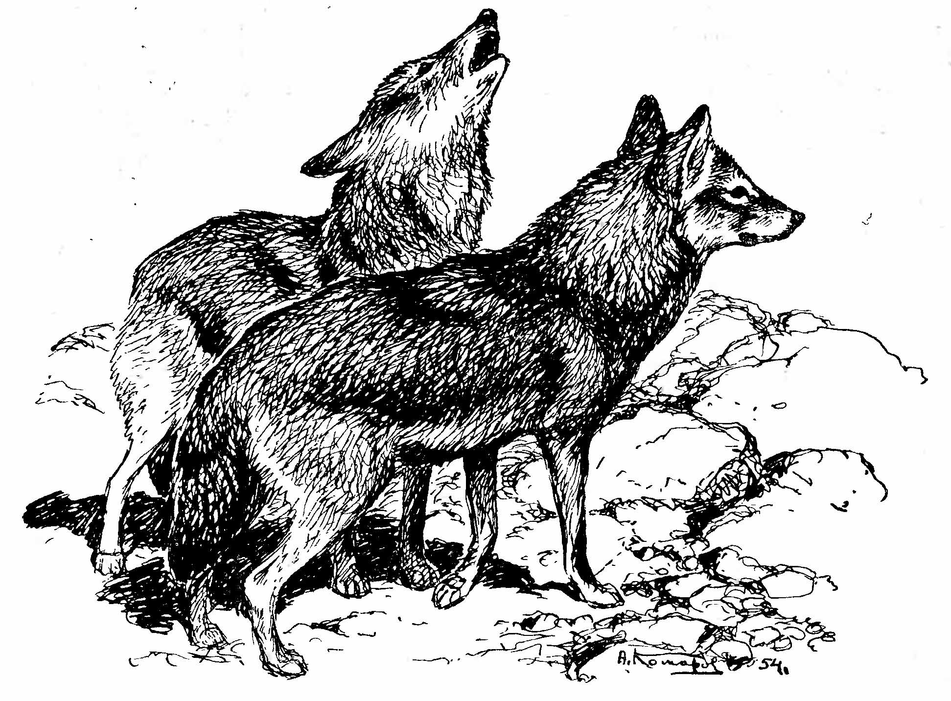 Рис. 1. Шакалы (Canis aureus L.). (Рис. A. H. Комарова).
