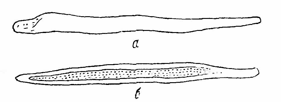 Рис. 3. Os penis шакала (Canis aureus L.). (По P. Пококку). a — сбоку; б — снизу.
