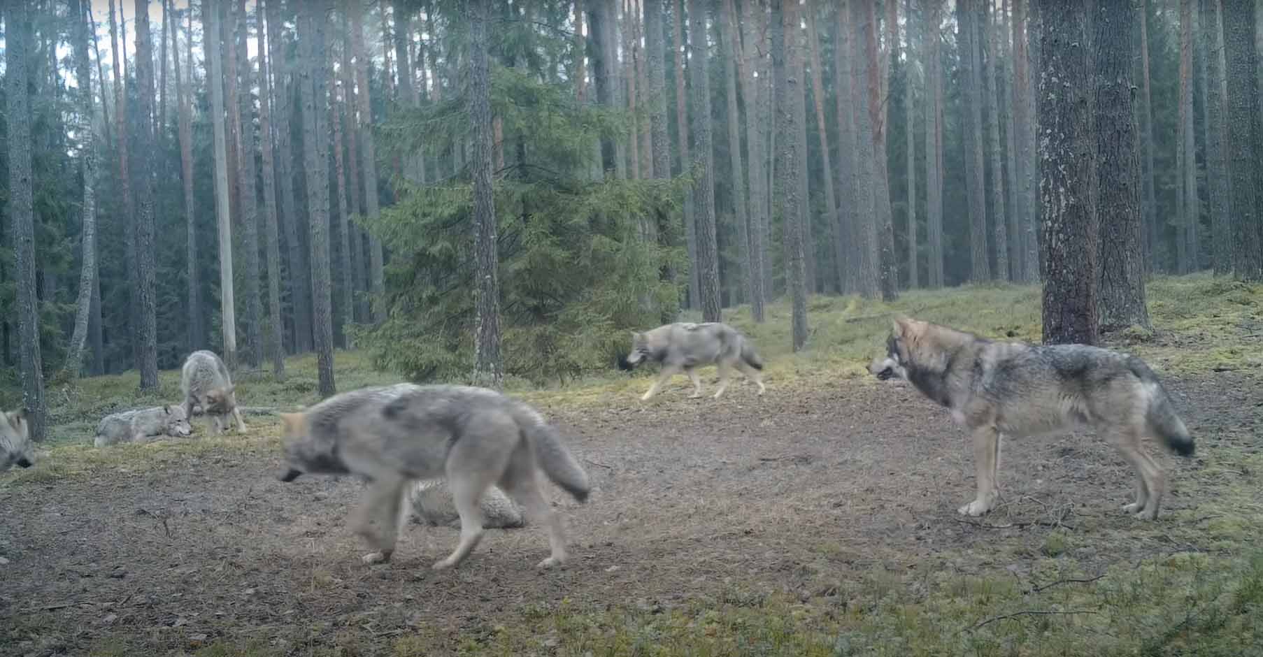 Волки в лесу.