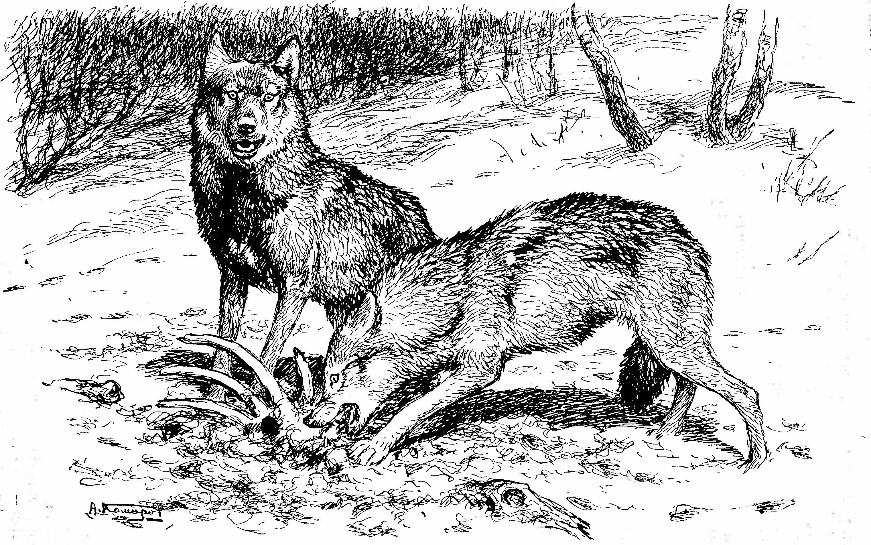 Рис. 1. Волки (Canis lupus L.). (Рис. A. H. Комарова).