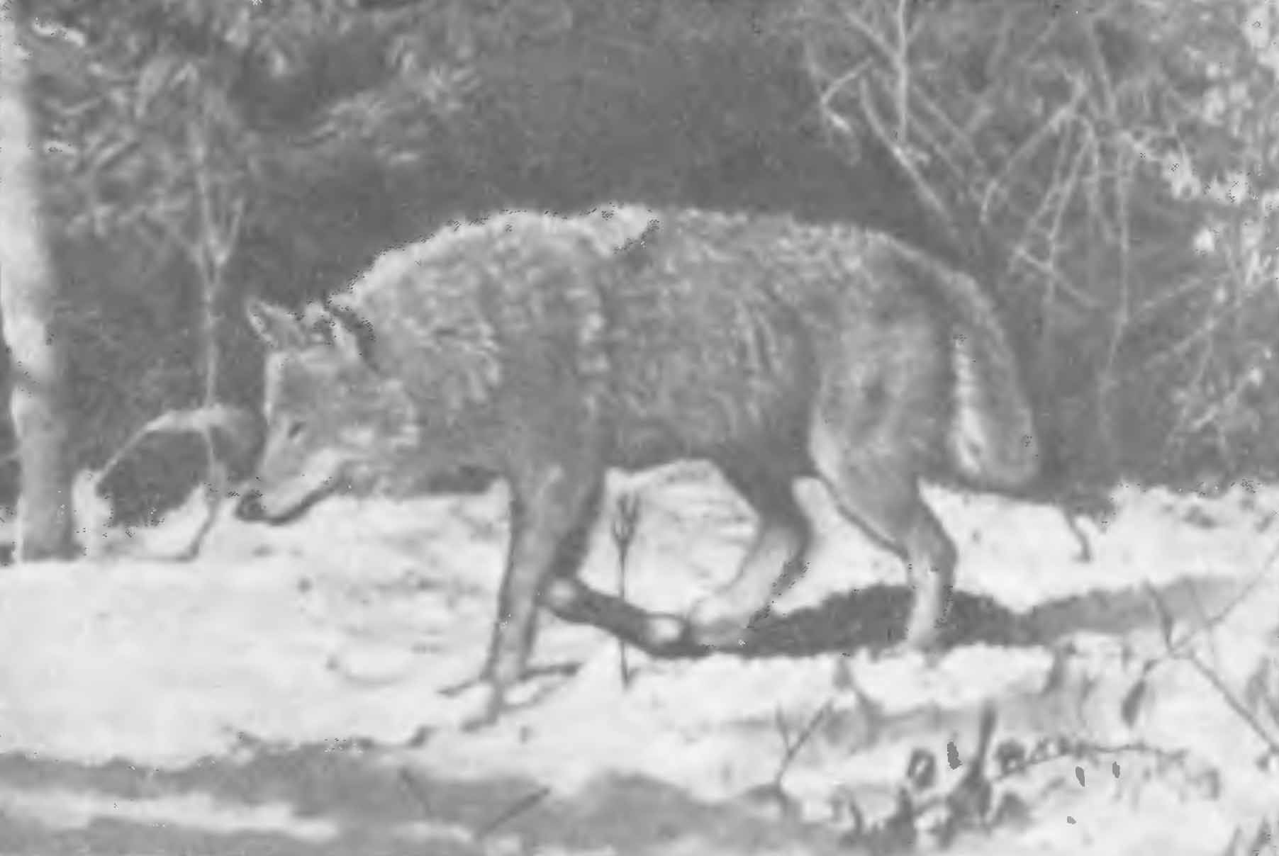 Рис. 2. Волк (Canis lupus L.). Беловежская пуща.