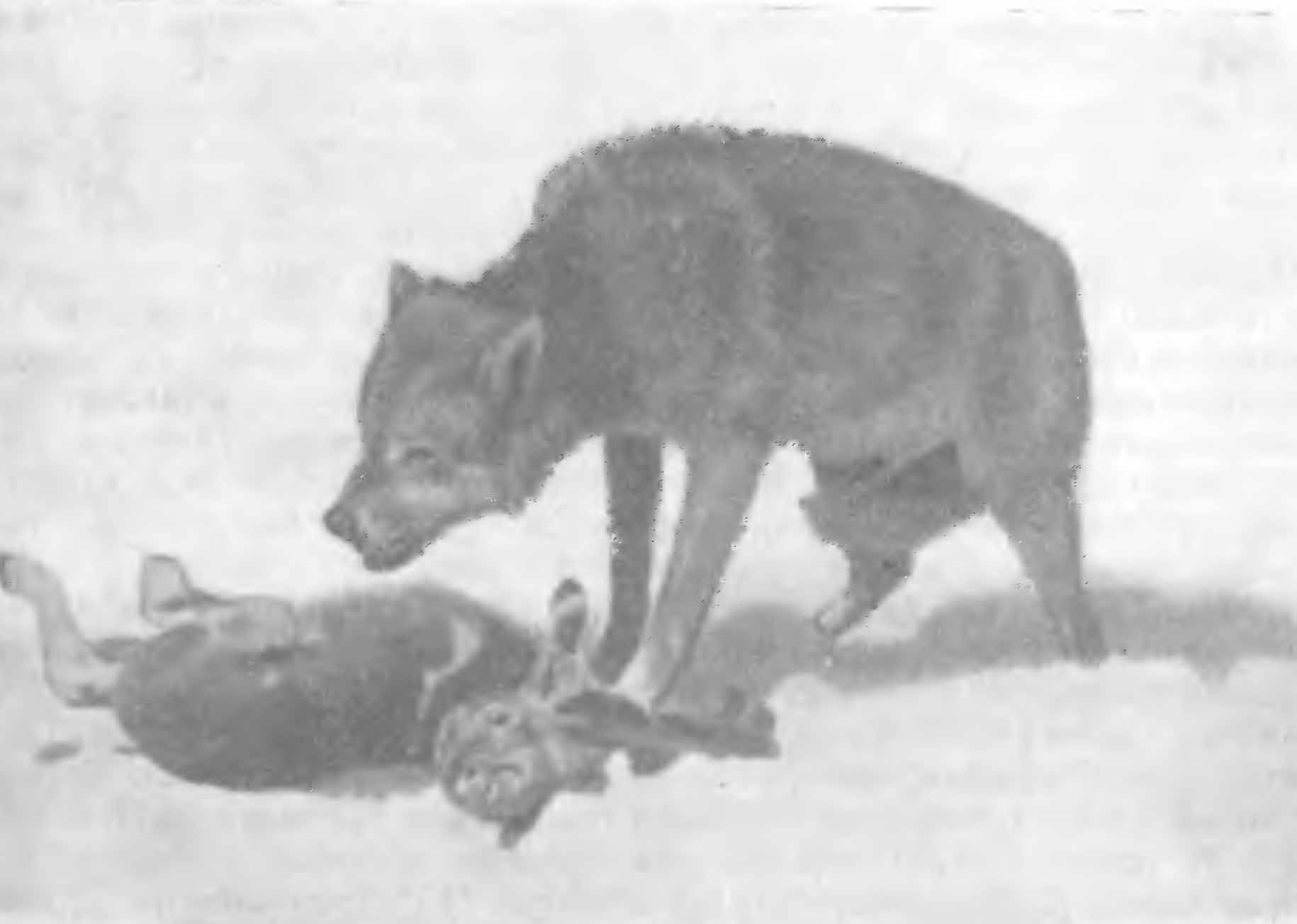 Рис. 3. Волк около зарезанного теленка.