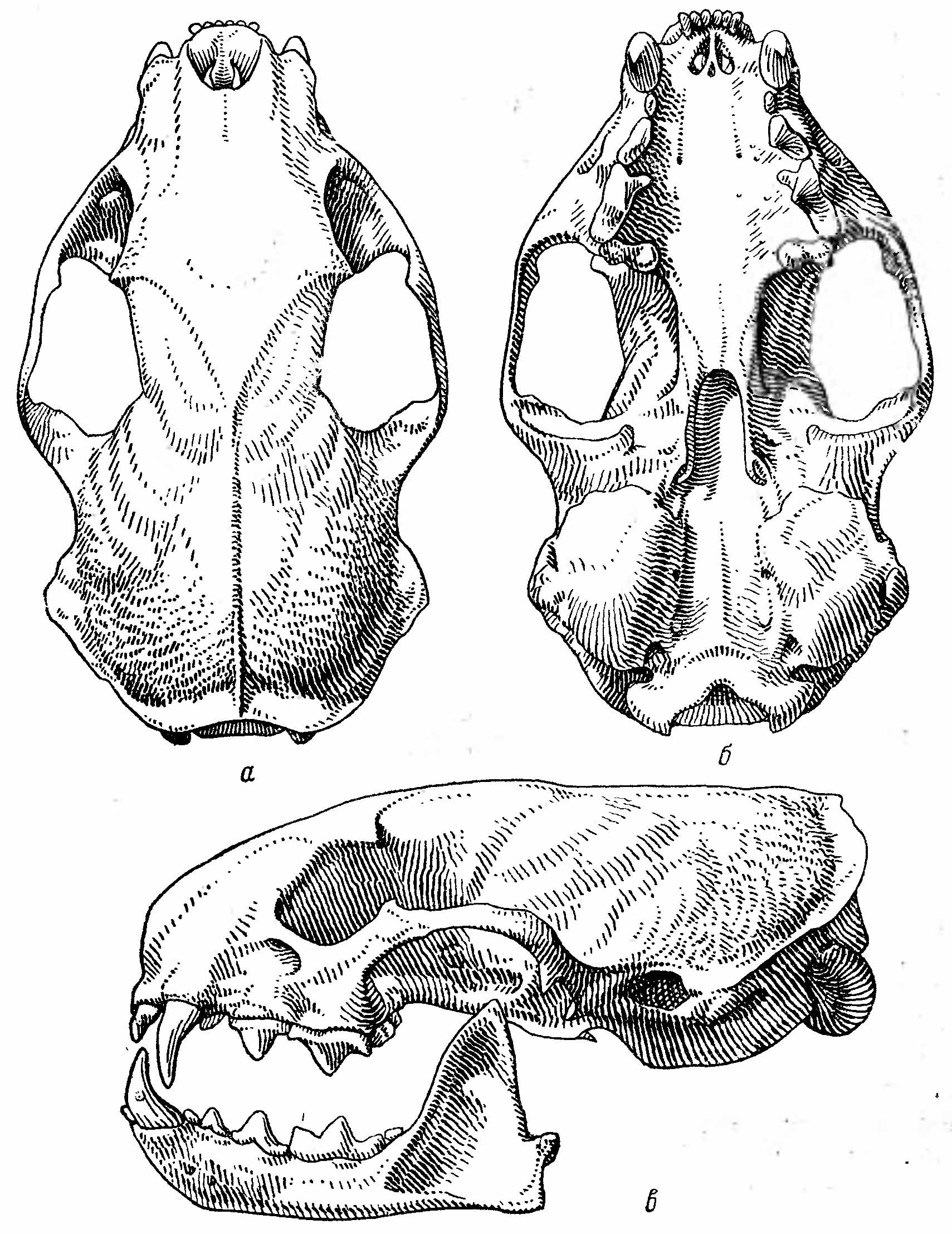 Рис. 2. Череп черного хорька (Mustela putorius L.). а — сверху; б — снизу; в — сбоку.
