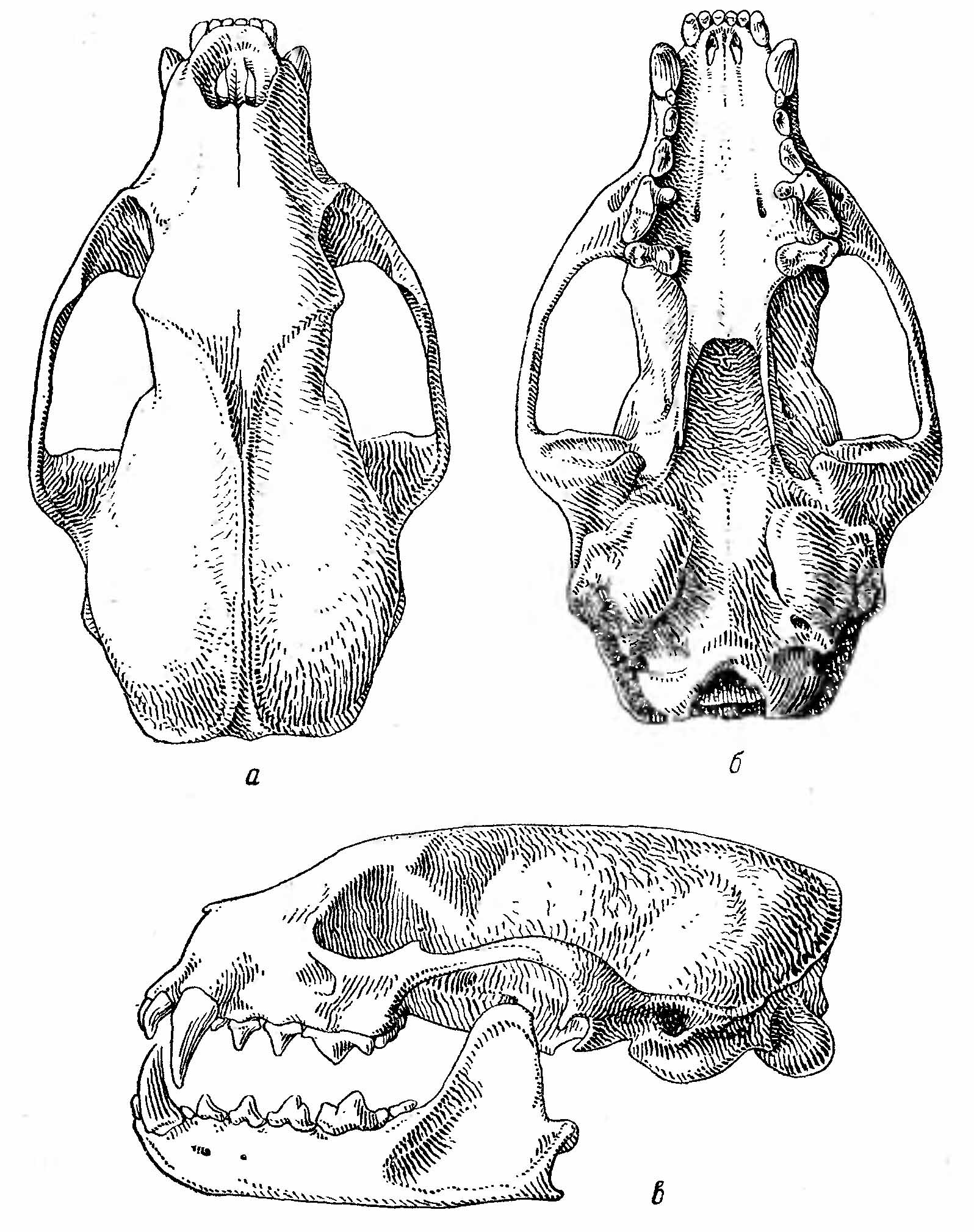 Рис. 2. Череп европейской норки (Mustela lutreola L.). а — сверху; б — снизу; в — сбоку.