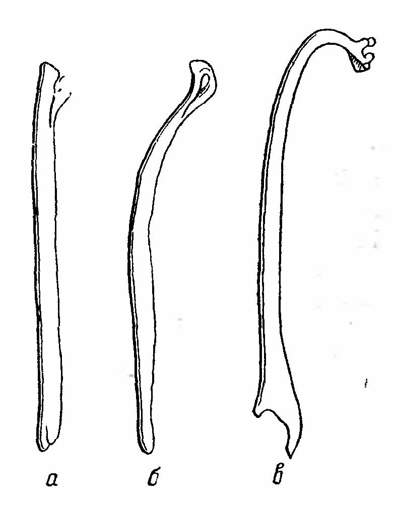 Рис. 3. Os penis представителей рода Martes (По С. И. Огневу). а — соболь (М. zibellina L.); б — лесная куница (M. martes L.); в — харза (M. flamgula Bodd.).