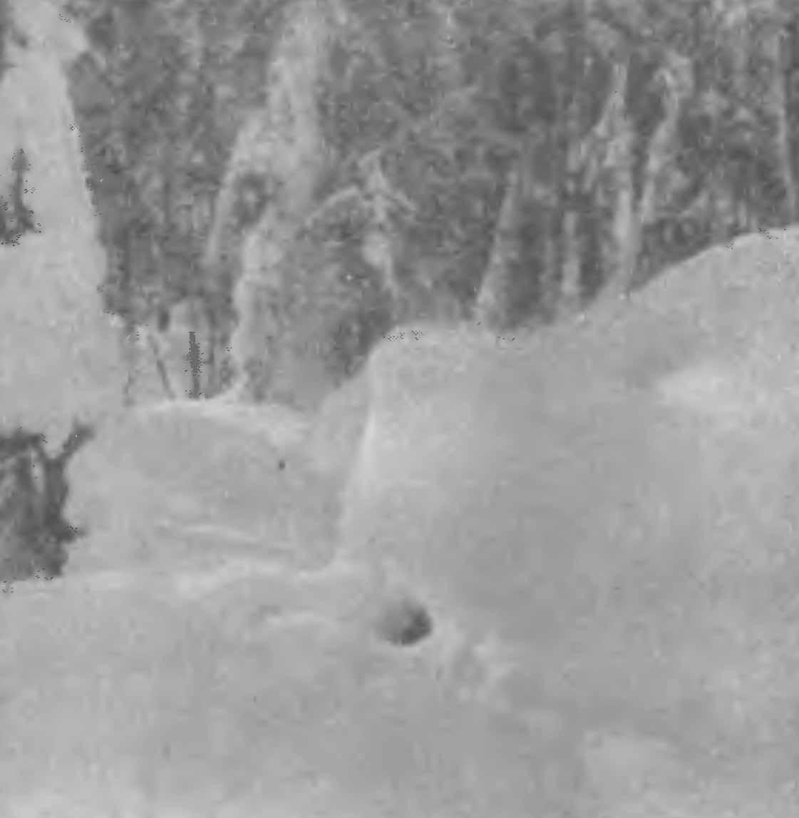 Рис. 4. Временная нора соболя (Alarits zibellina L.). Алтай, январь 1950 г.