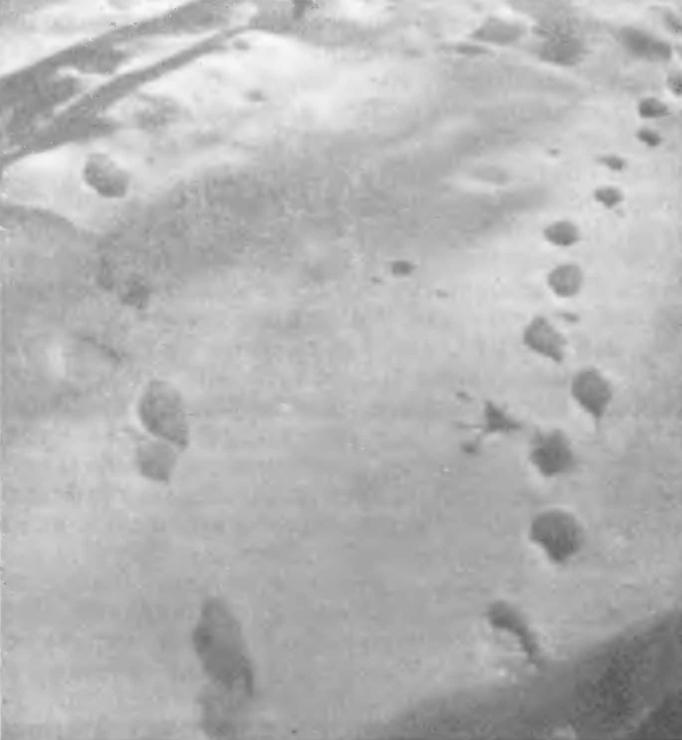 Рис. 5. Следы соболя-самца (Martes zibellina L.) прыжками и шагом. Алтай, март 1950 г.
