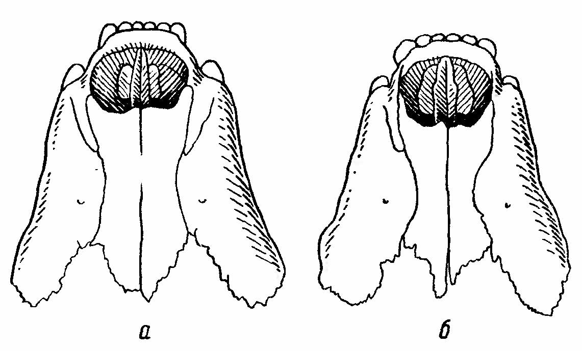 Рис. 3. Носовые кости куниц. (По С. И. Огневу). a — лесная куница (Martes martes L.); б —каменная куница (M. foina Erx L.).