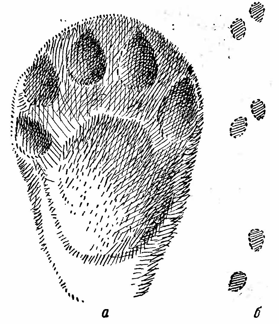 Рис. 3. Следы каменной куницы (Martes foina). (Из А. Н. Формозова). а — отпечаток лапы; б — следы на коротких прыжках.
