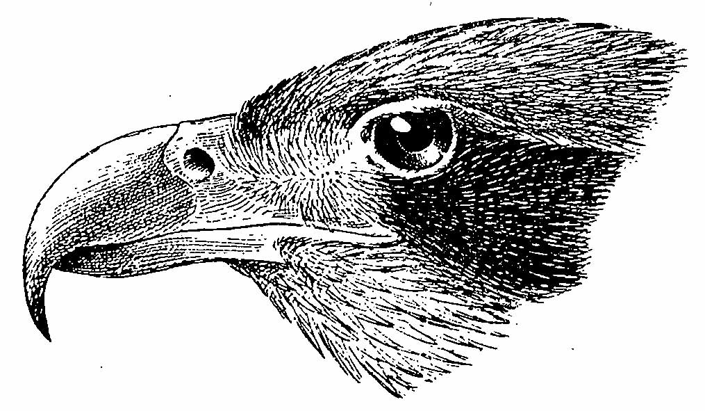 Рисунок 1. Голова молодого орлана долгохвоста (Haliaeetus leucoryphus). Позади глаза тянется широкая темная полоса.