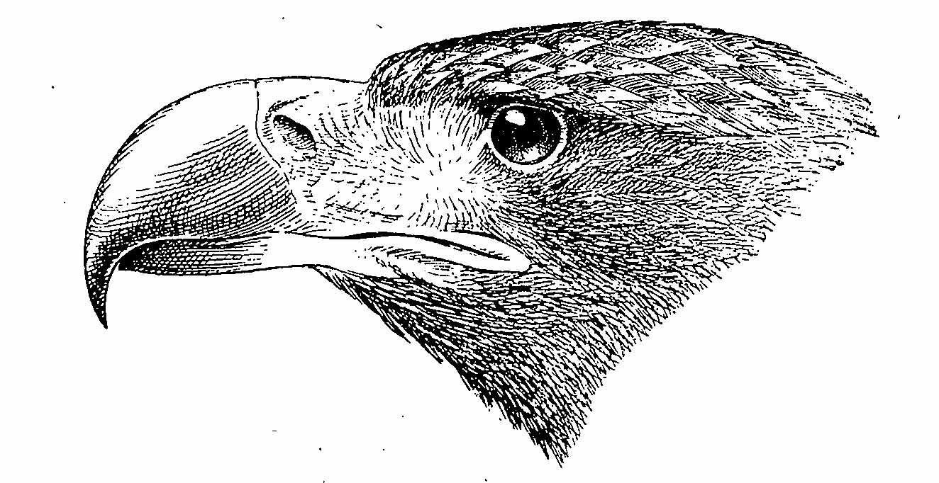 Рисунок 2. Голова молодого орлана-белохвоста (Haliaeetus albicilla). Бока головы одноцветные.
