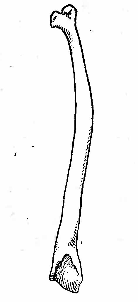Рис. 3. Os. penis росомахи (Gulo gulo).