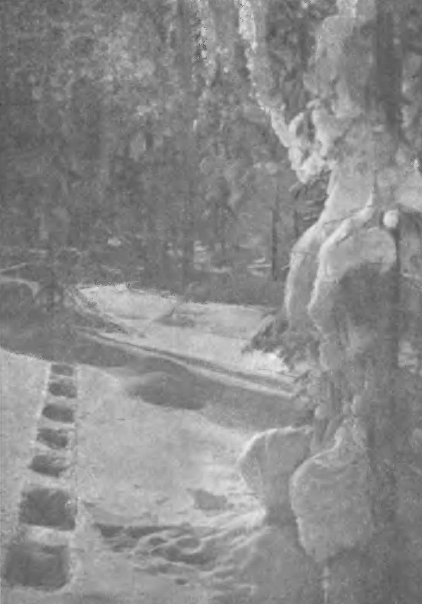 Рис. 5. Следы росомахи (Gulo gulo L.) по глубокому снегу. Алтай, январь 1950 г.

