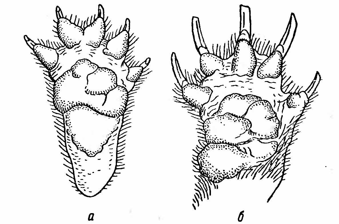 Рис. 1. Лапы медоеда (Mellivora indica), вид снизу. а — правая задняя; б — правая передняя.