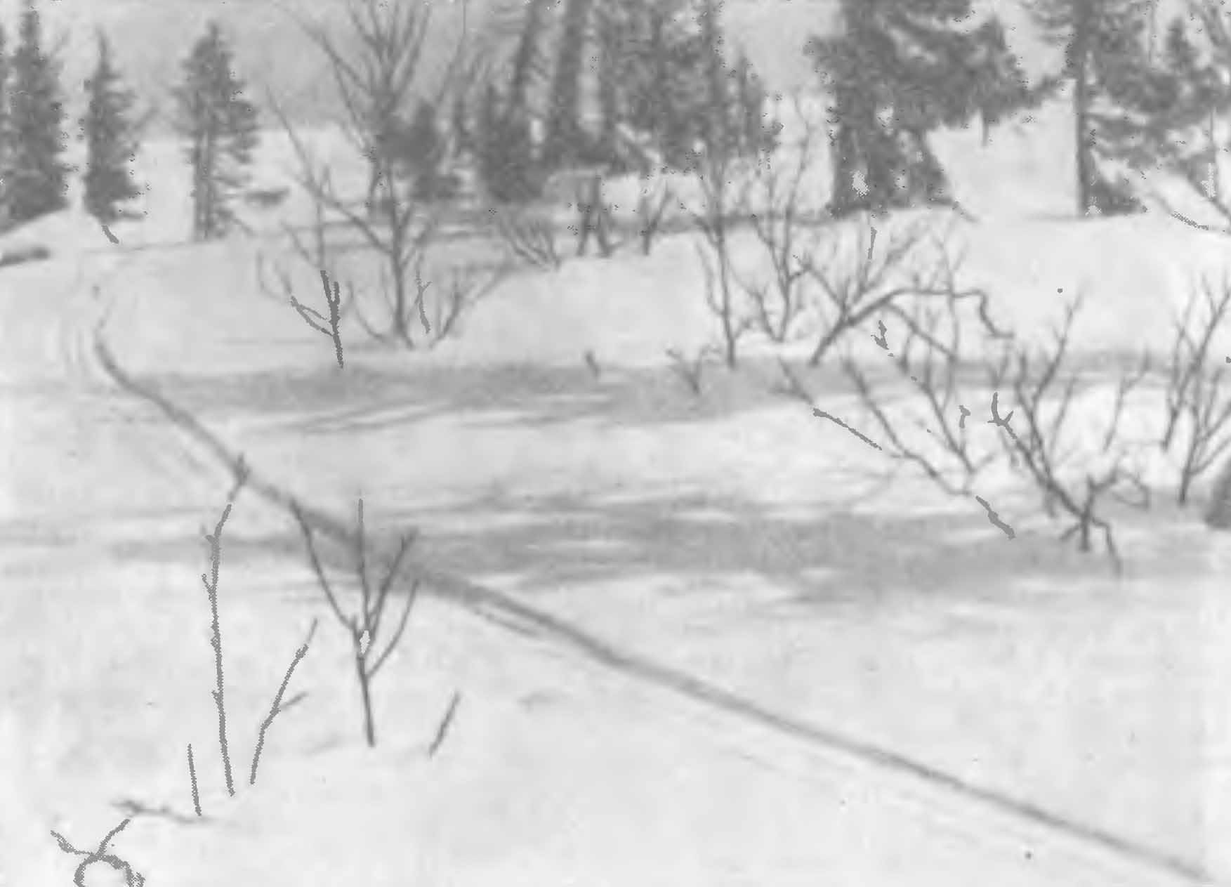 Рис. 5. След выдры (Lutra lutra), катившейся по склону. Лапландский заповедник, апрель 1951 г.