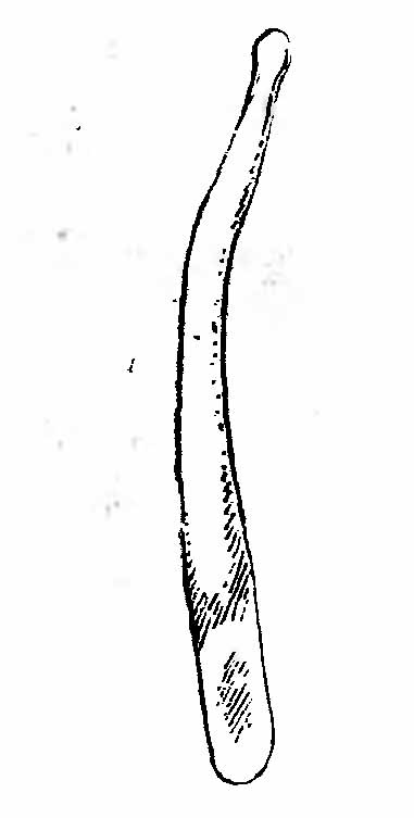 Рис. 3. Кость Os penis калана (Enhydra lutris).
