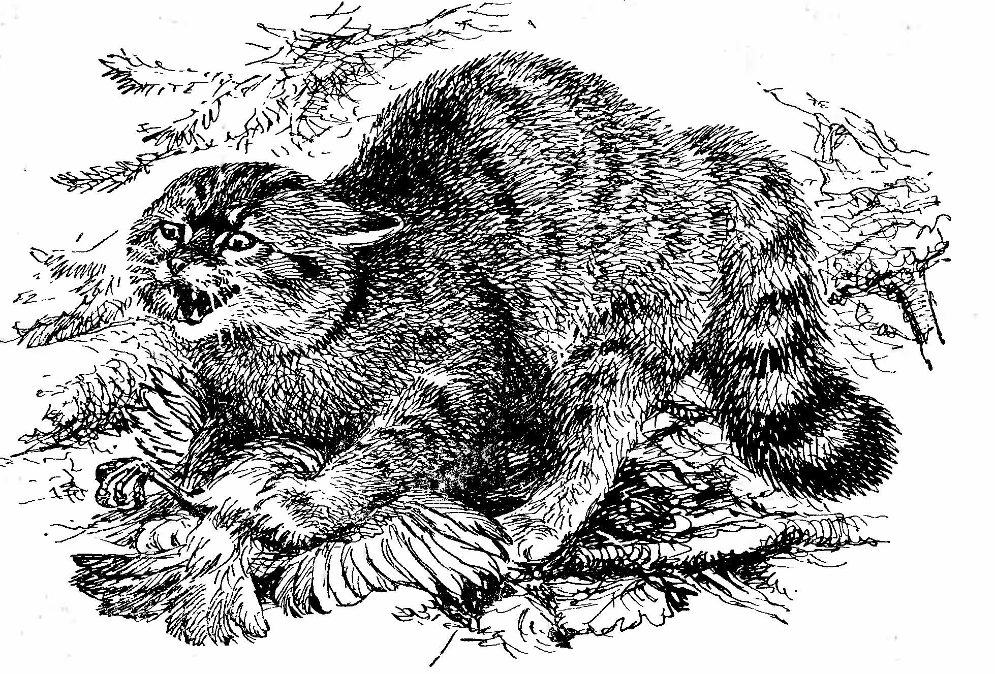 Рис. 1. Европейская дикая кошка (Felis silvestris).