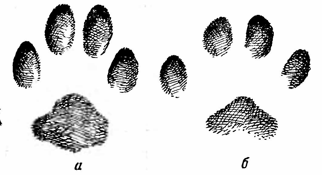 Рис. 4. Отпечатки лап европейской дикой кошки (Felis silvestris). а — задней; б — передней.
