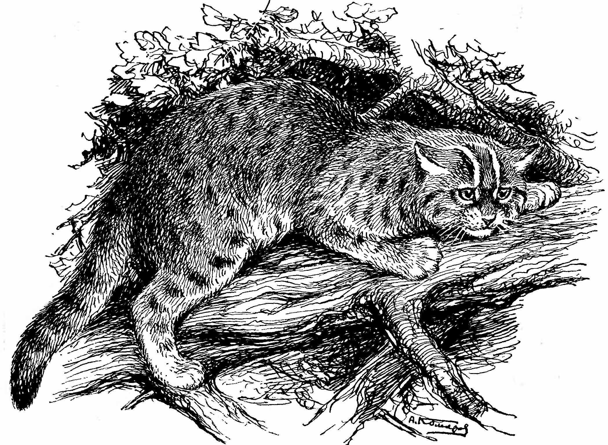 Рис. 1. Дальневосточный лесной кот (Felis euptilura). (Рис. А. Н. Комарова).