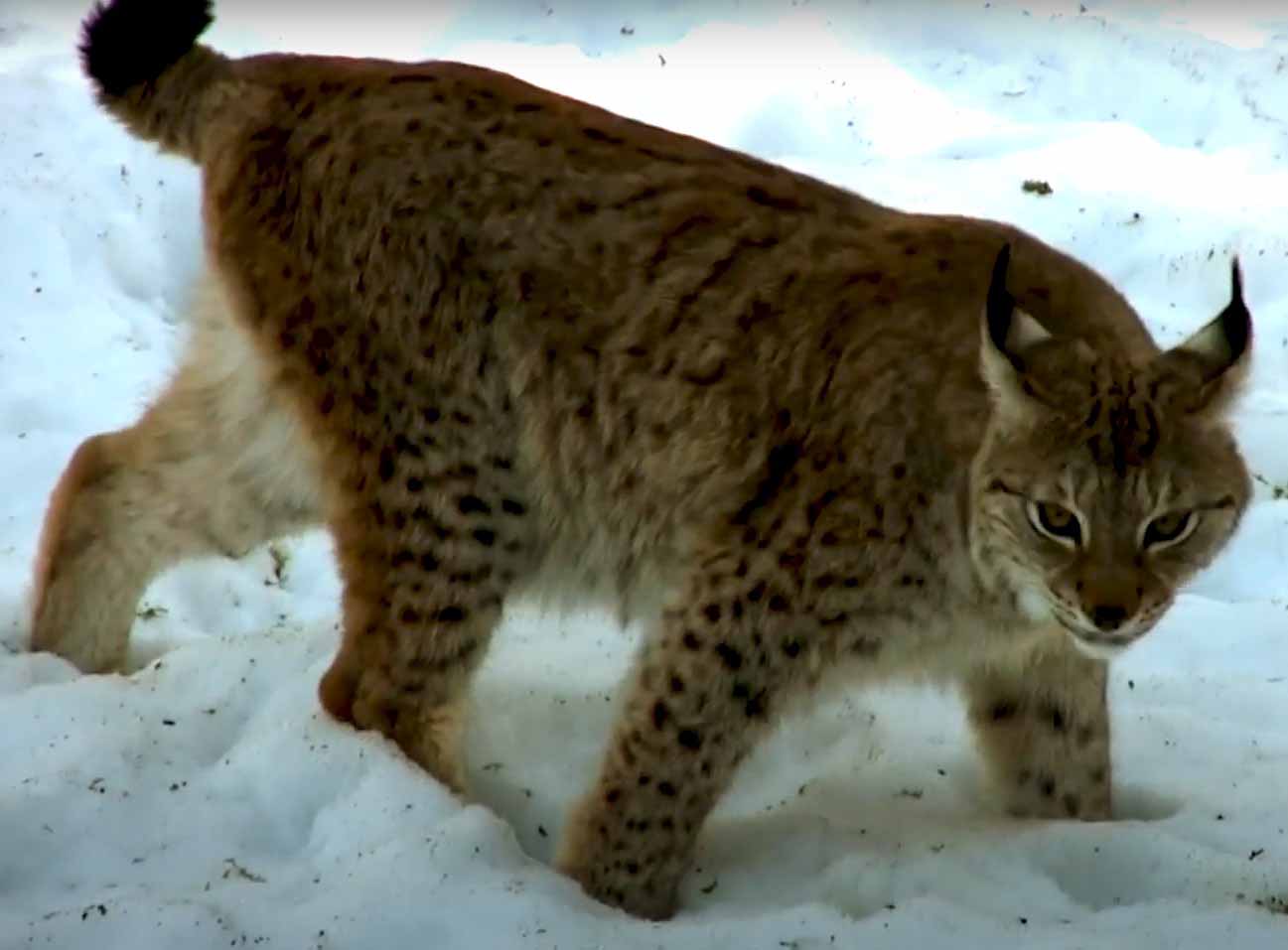 Рысь. Felis (Lynx) lynx. Сайт про зверей - ZveroSite.ru