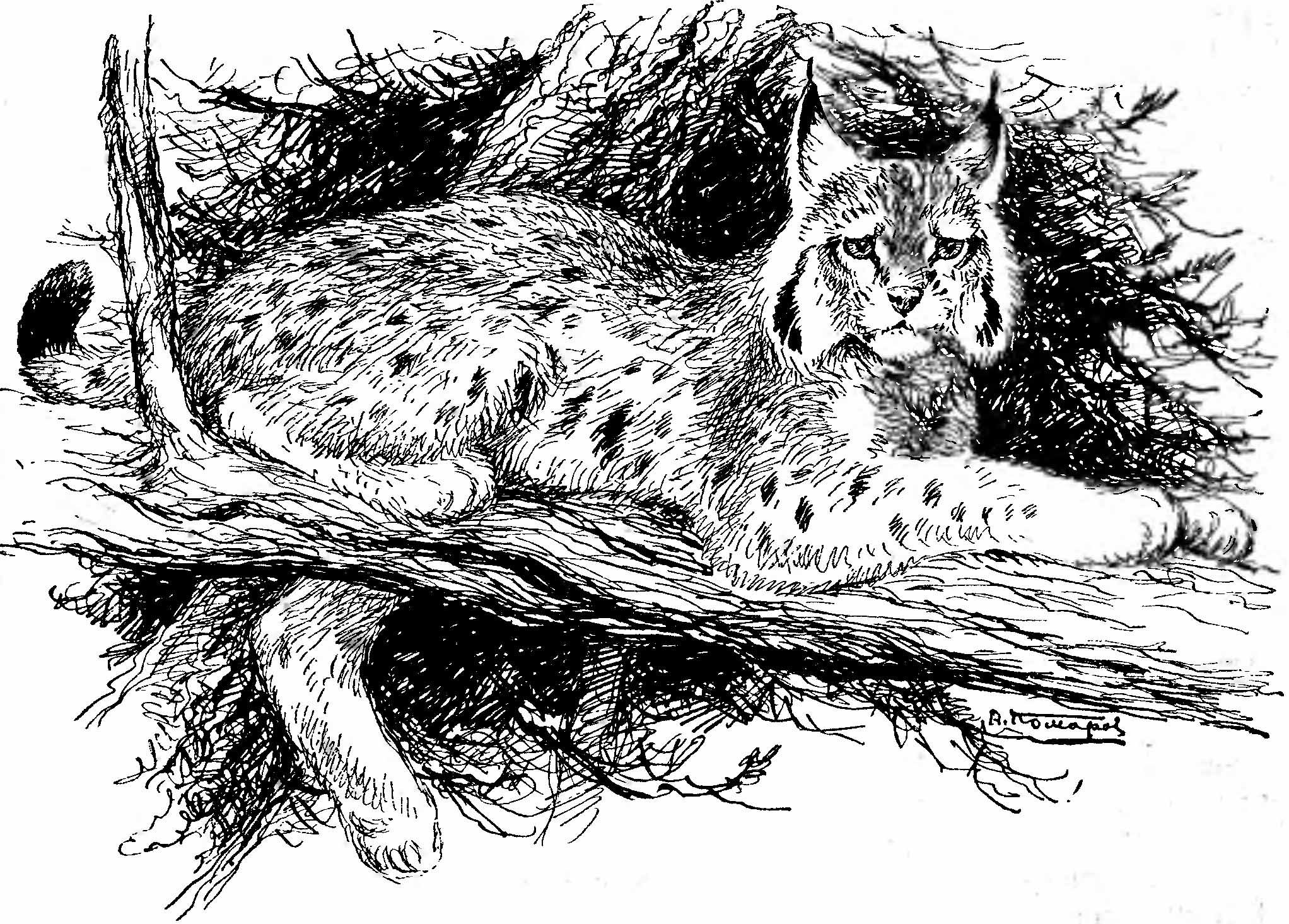 Рис. 1. Рысь (Felis lynx). (Рис. А. Н. Комарова).