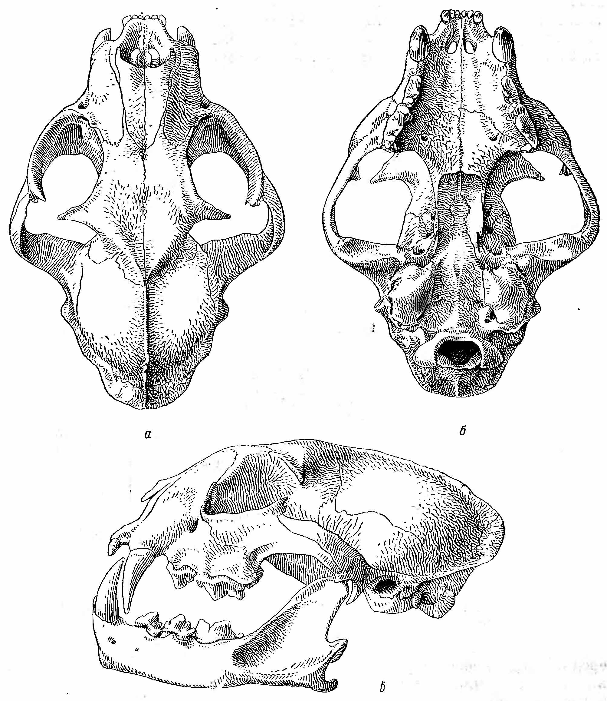 Рис. 2. Череп рыси (Felis lynx). а — сверху; б — снизу; в — сбоку.