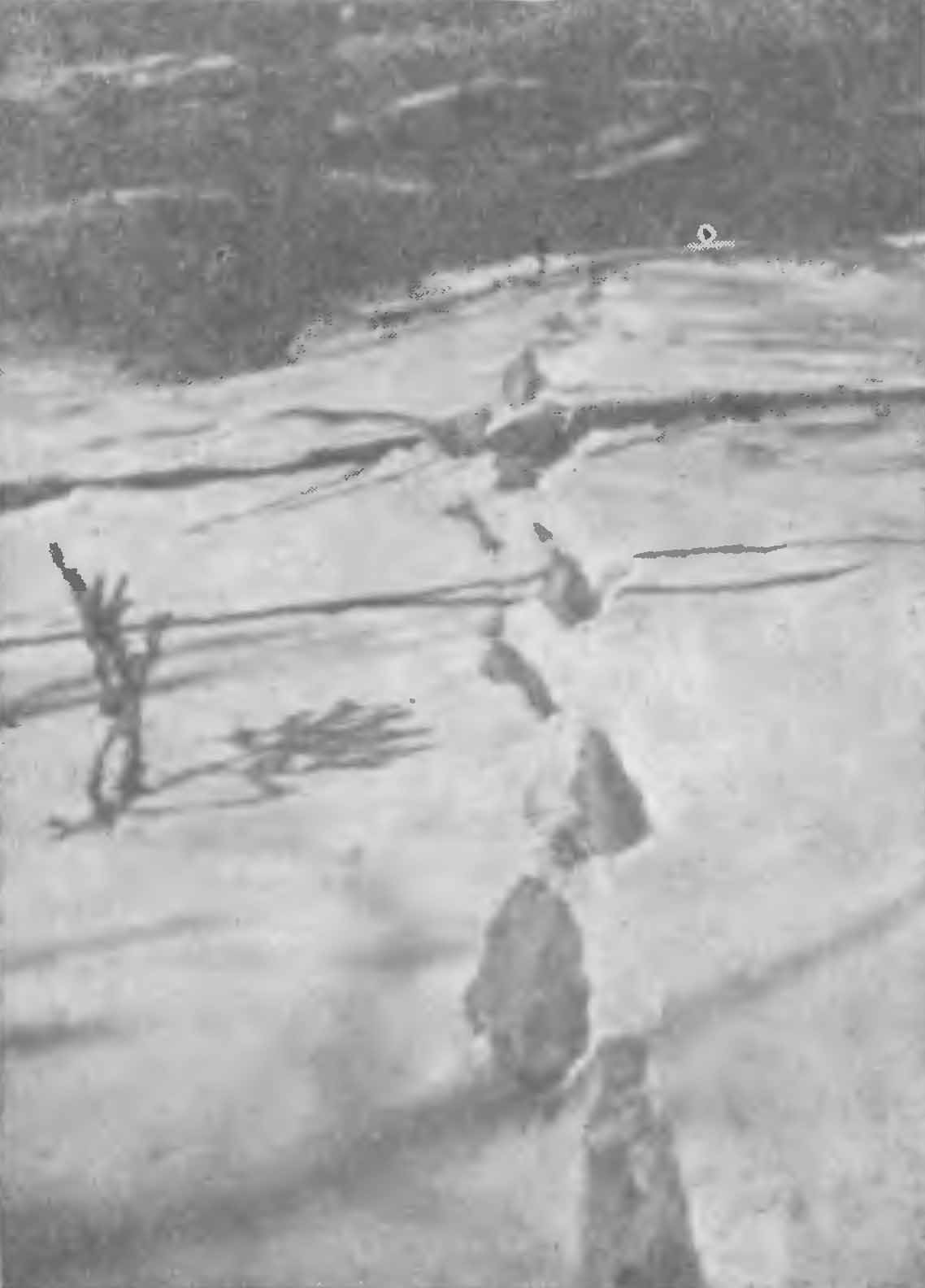 Рис. 3. Следы рыси (Felis lynx) по глубокому снегу. Алтай, 1951 г.