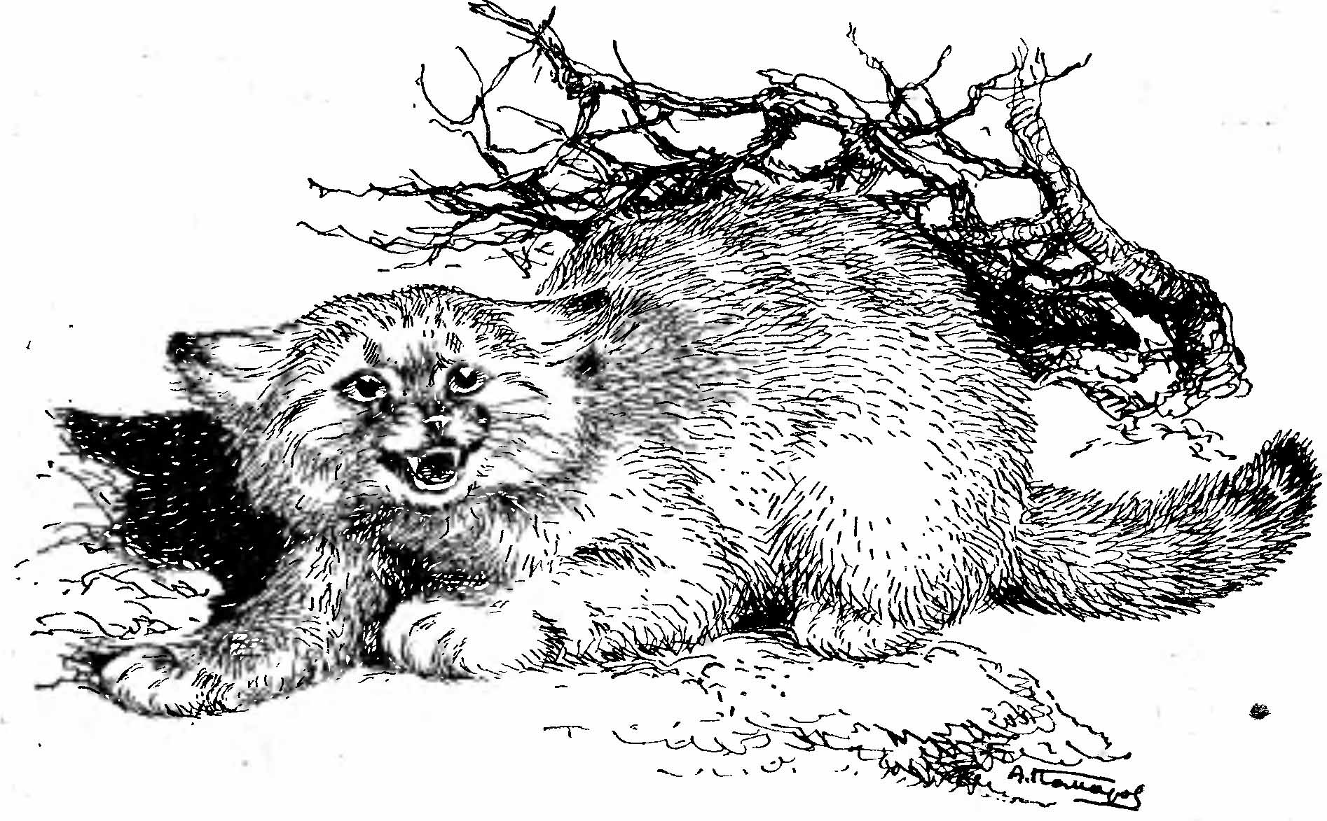 Рис. 1. Барханный кот (Felis margarita).