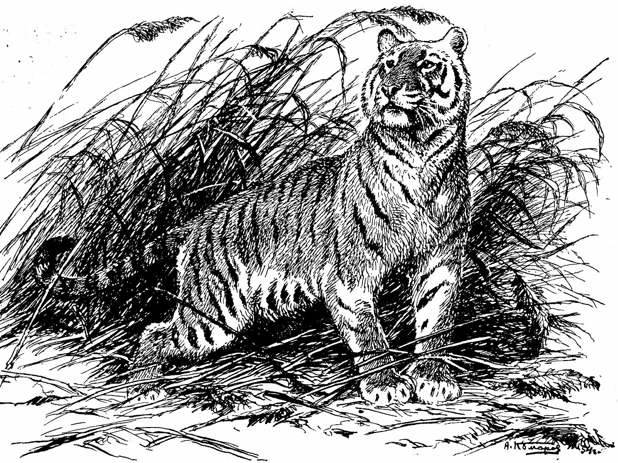 Тигр. Felis tigris.