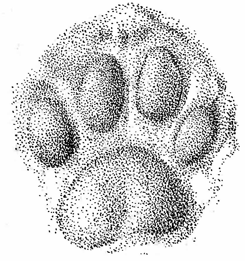 Рис. 3. Отпечаток лапы тигра (Felis tigris L.).
