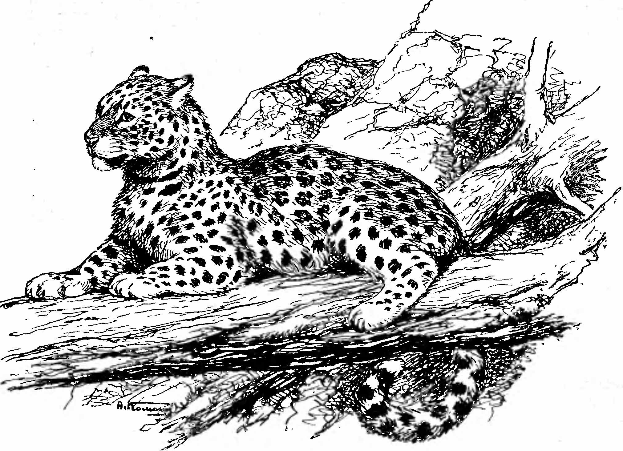 Леопард. Felis (Pardus) pardus.