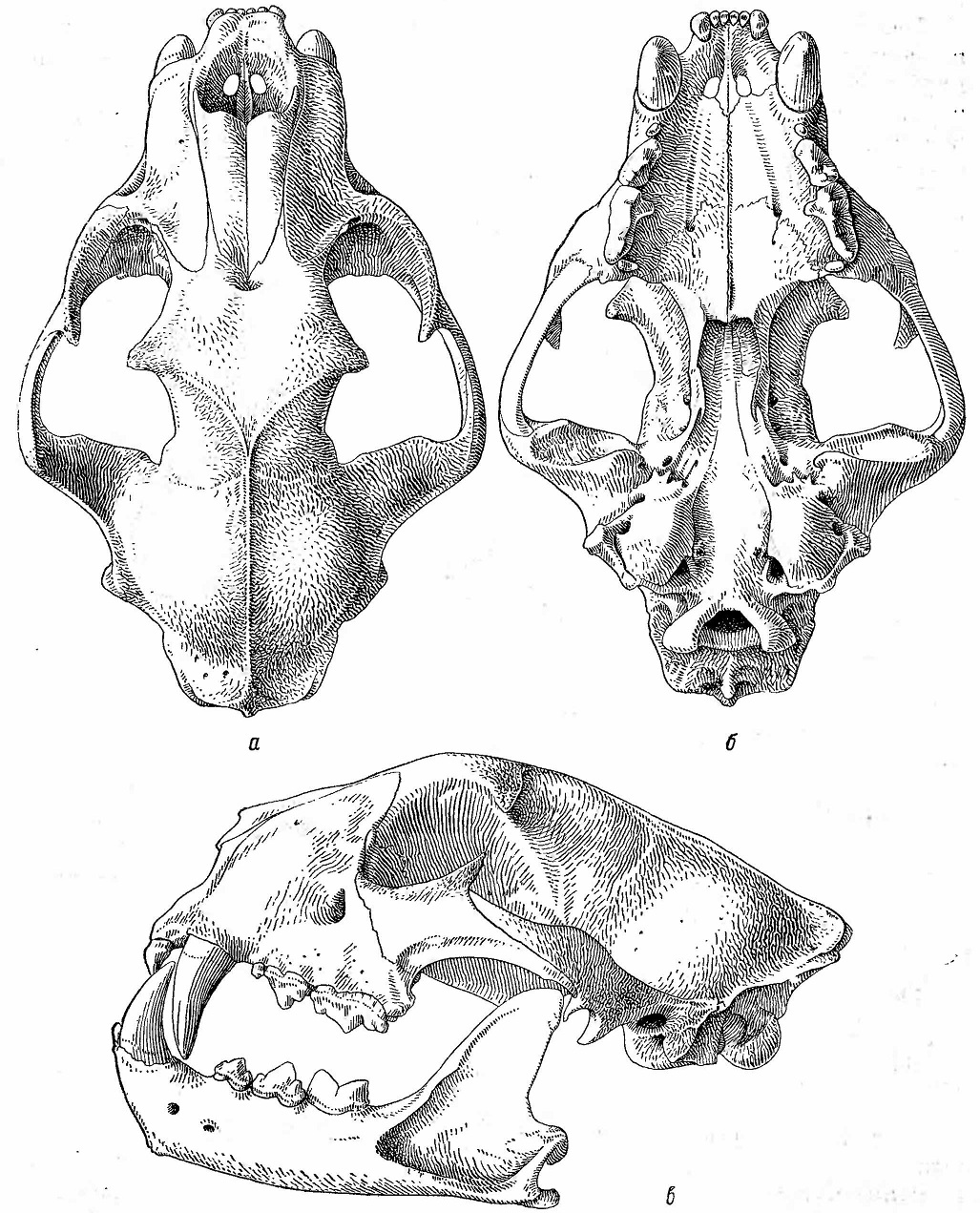 Рис. 2. Череп леопарда (Felis pardus). а — сверху; 6 — снизу; в — сбоку.
