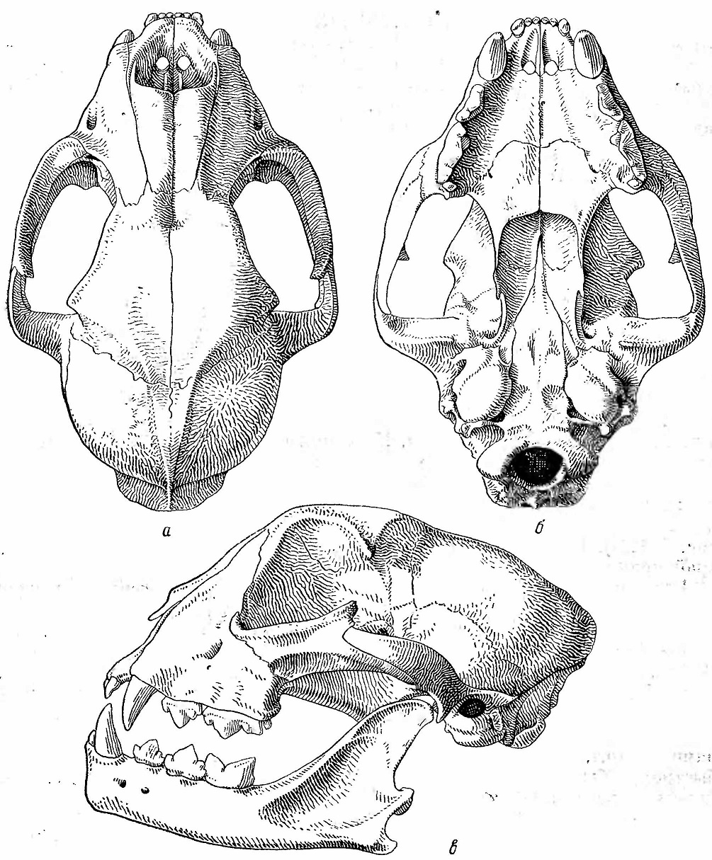 Рис. 191. Череп гепарда (Acinonyx jubatus). а — сверху; 6 — снизу; в — сбоку.
