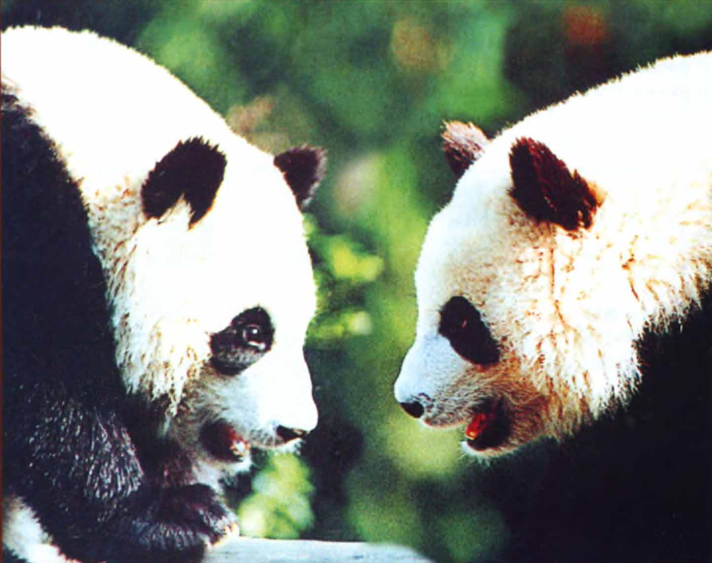 Две панды.
