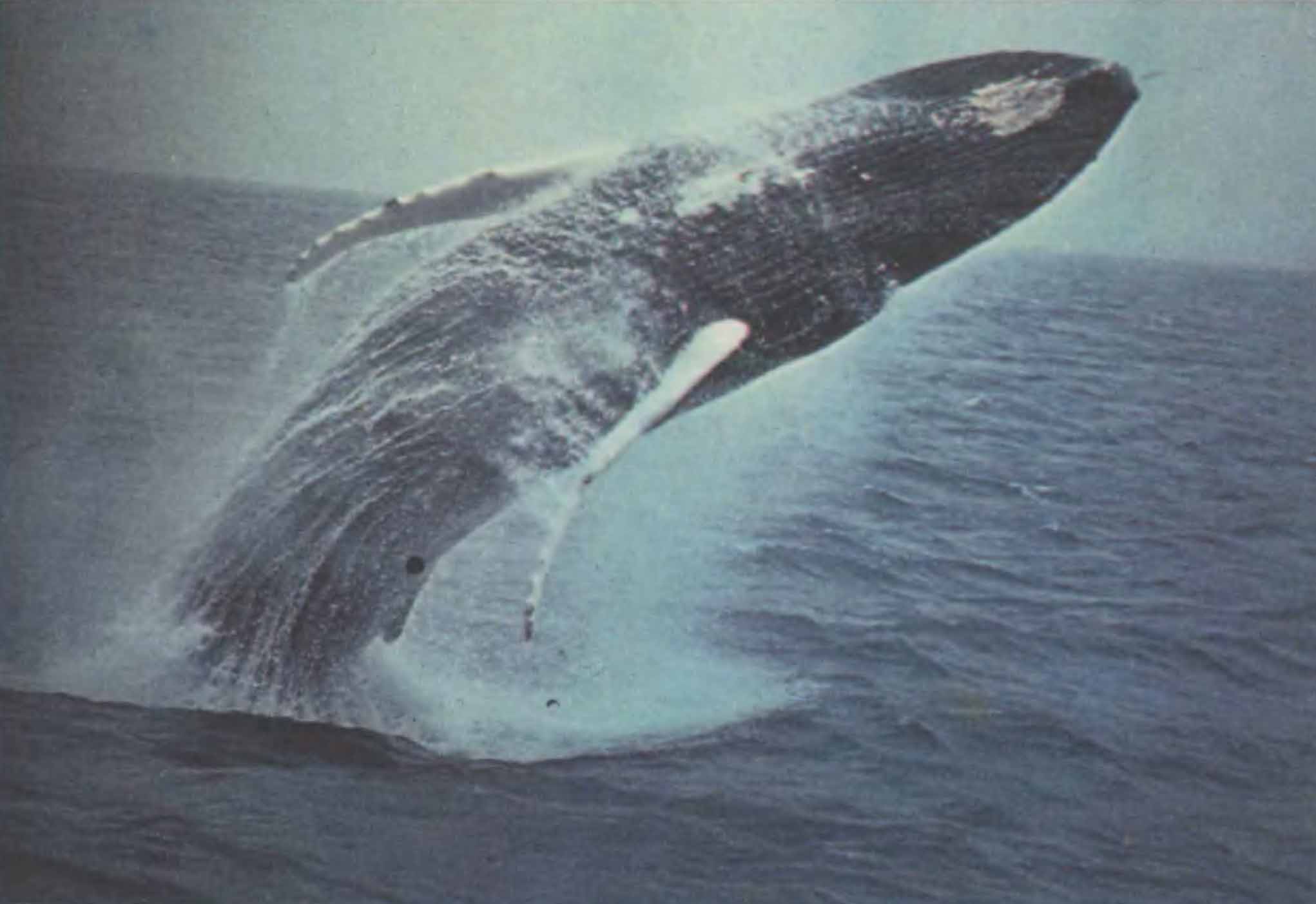 Прыгающий кит