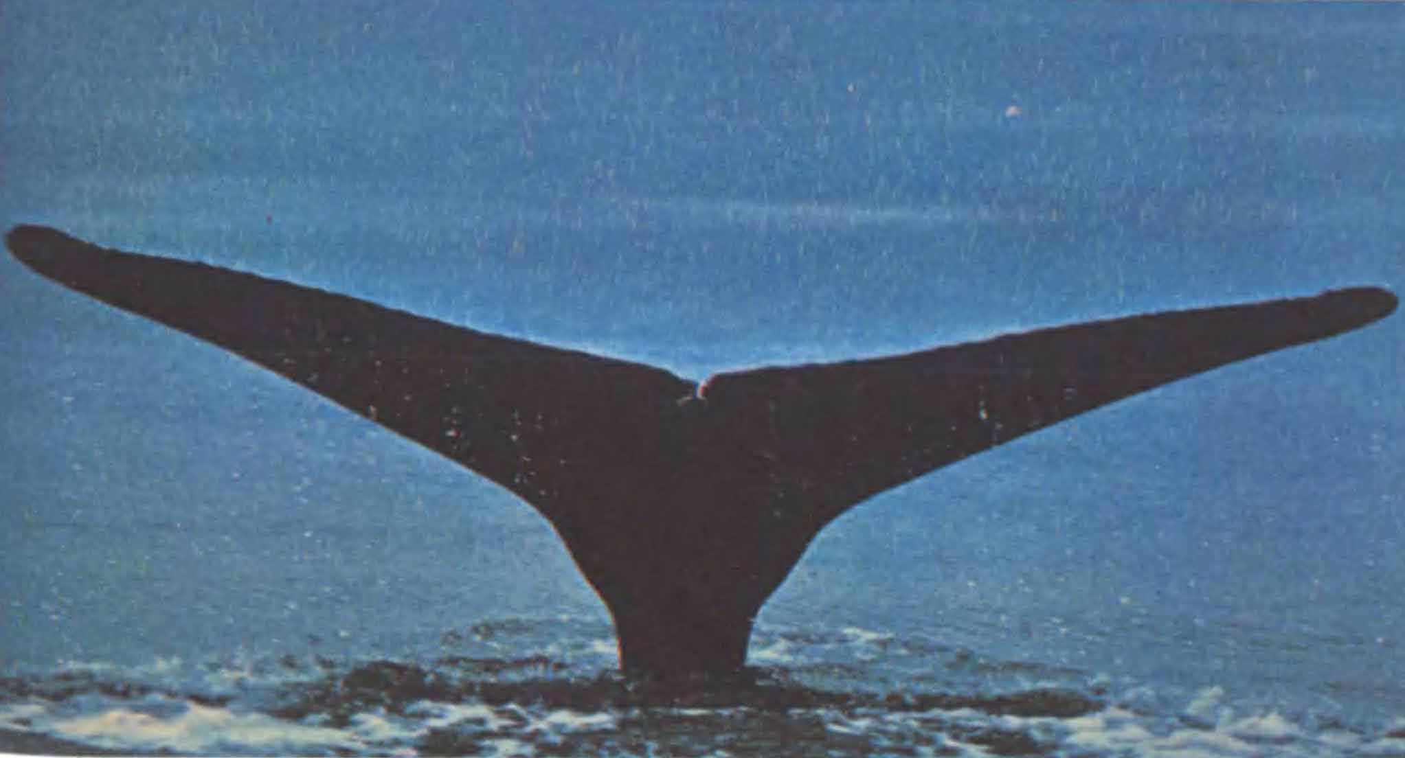 Хвост кита.