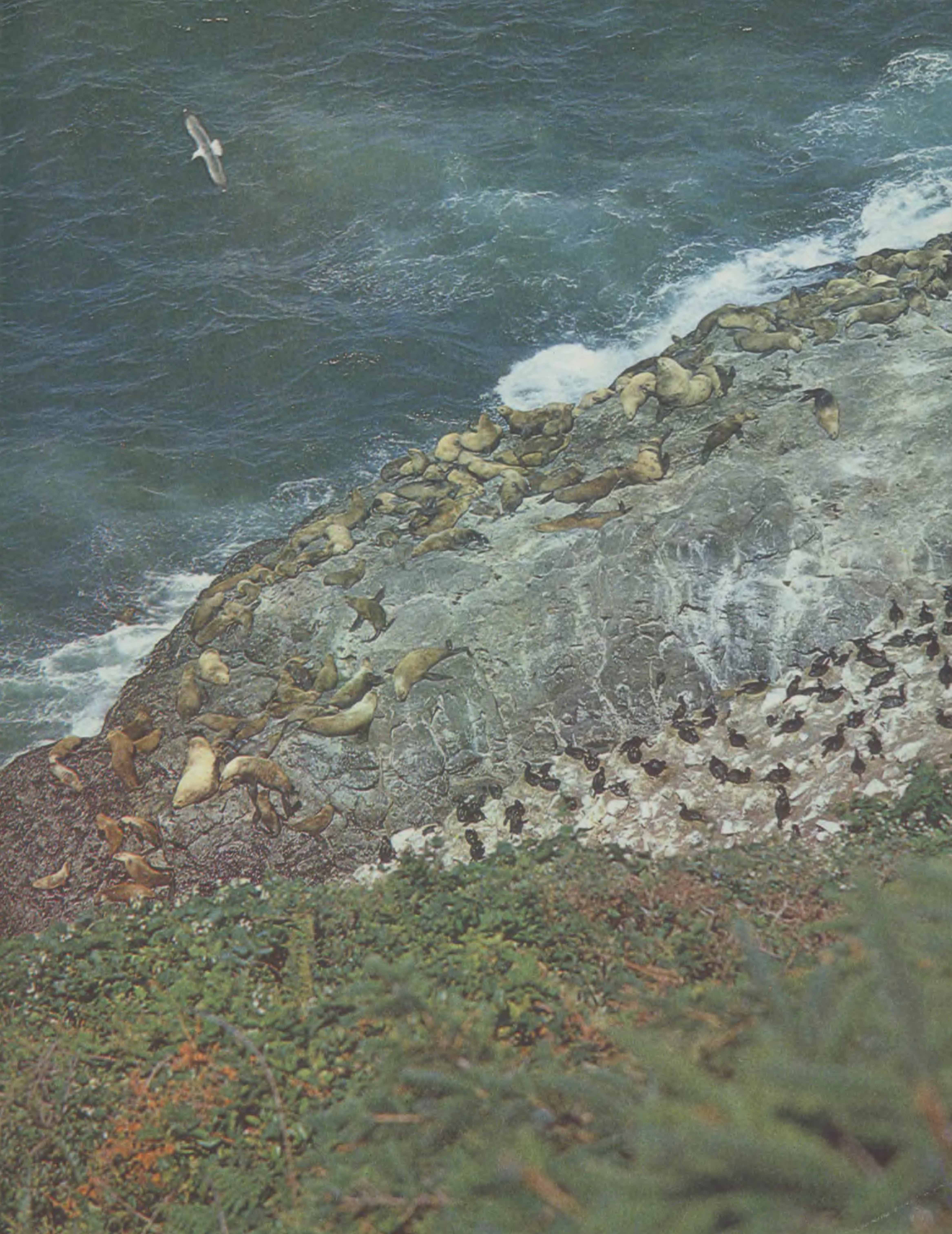 Лежбище морских львов в Калифорнии.