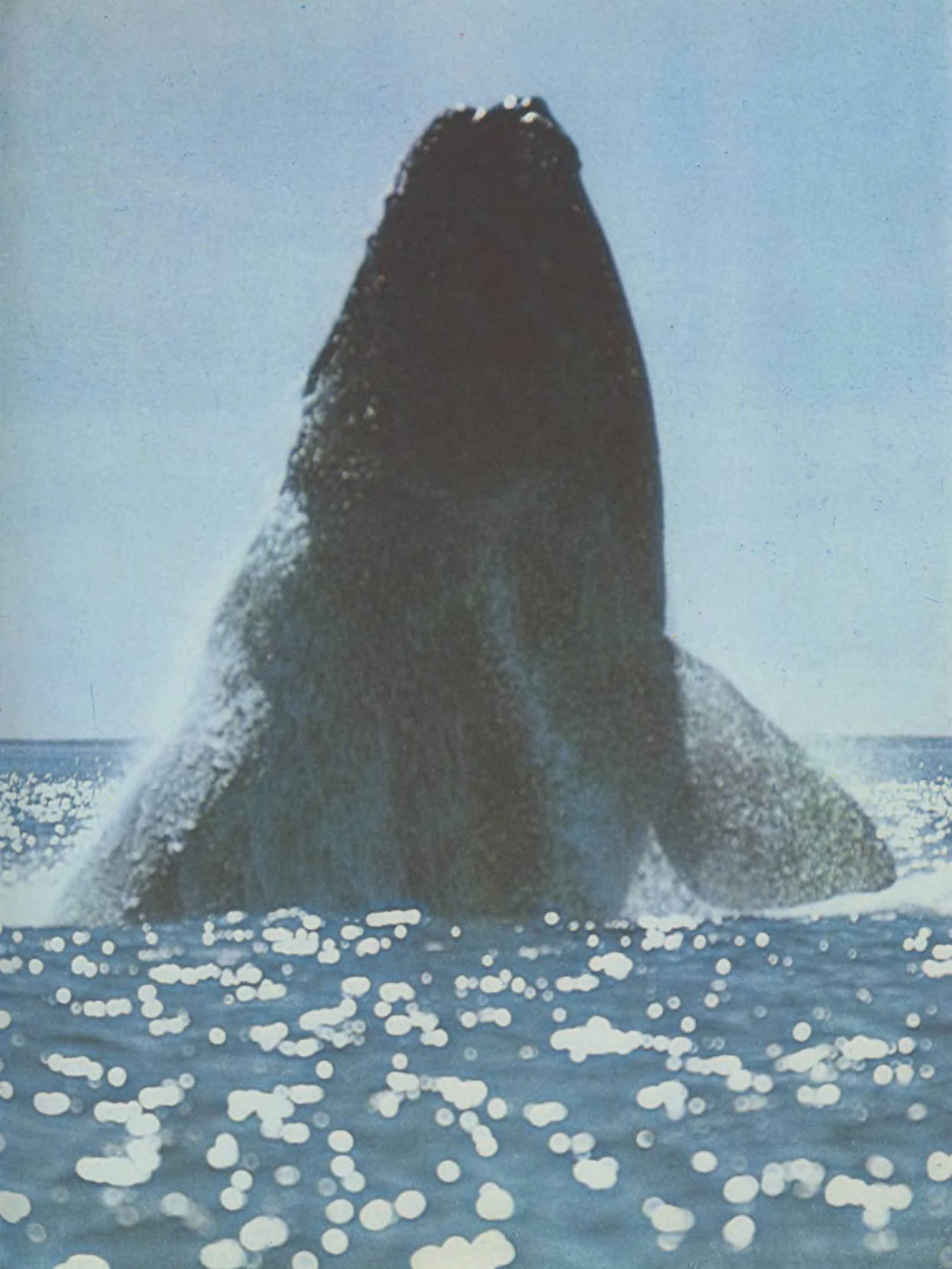 Какие бывают киты? Разновидности китов и их систематика.