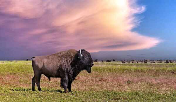 Зубр (bison bonasus bonasus).