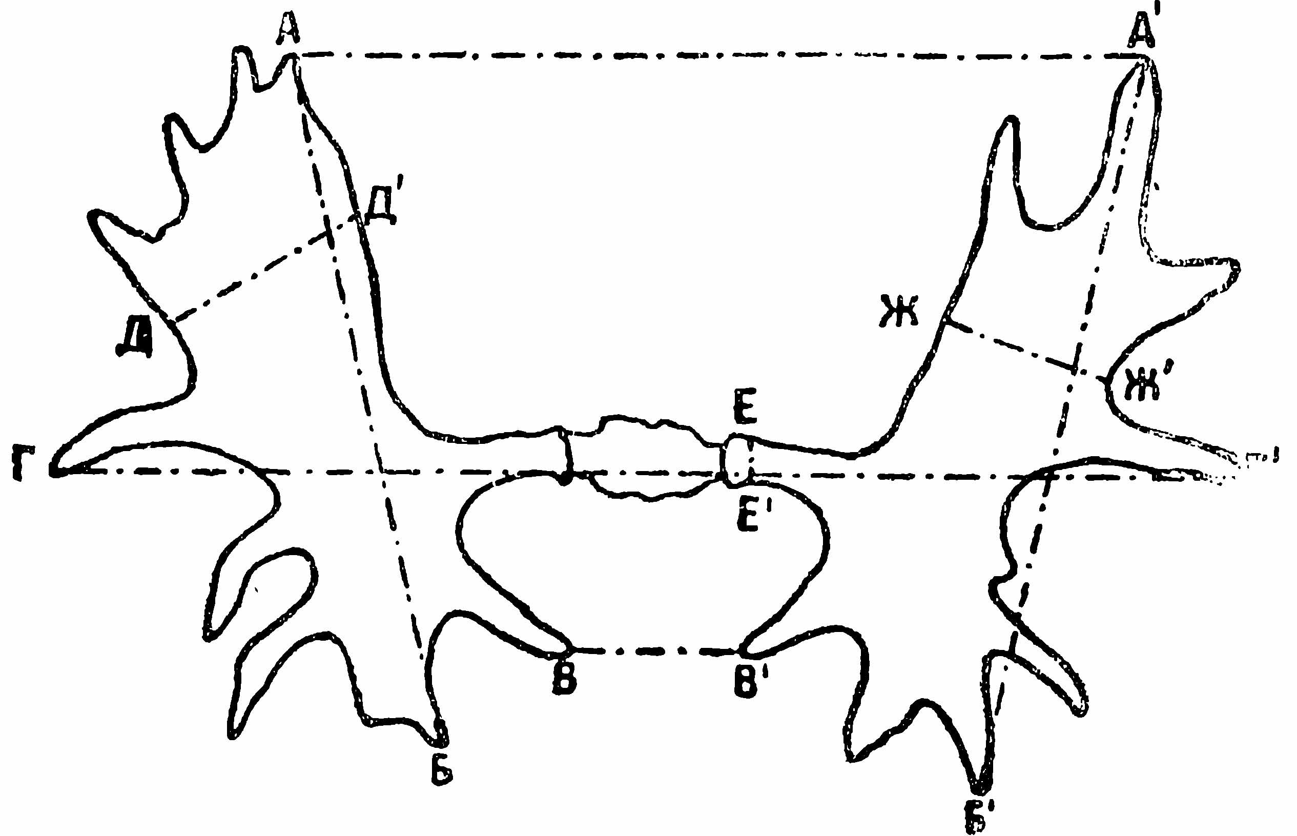 Рис. 1. Схема принятых измерений лосиных рогов: А—А1—р.