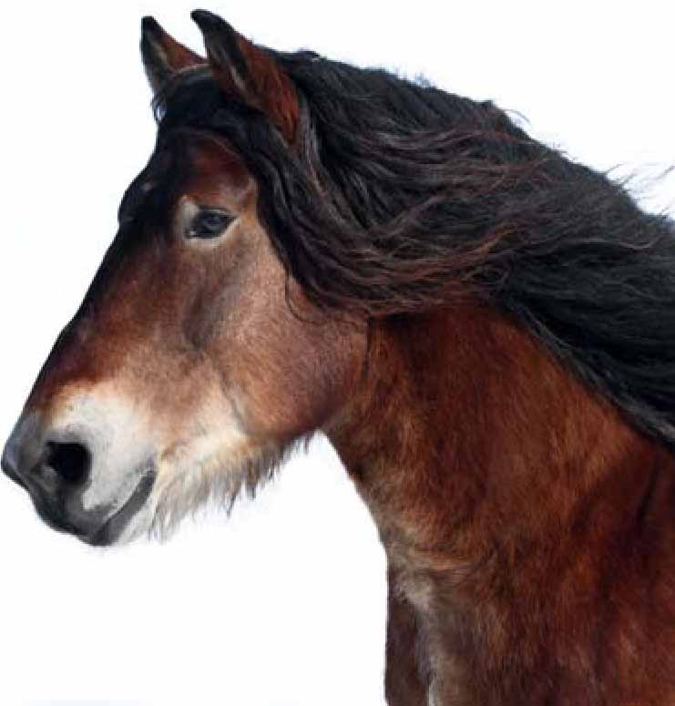 Голландская тяжеловозная, или ломовая лошадь. Сайт про зверей - ZveroSite.ru