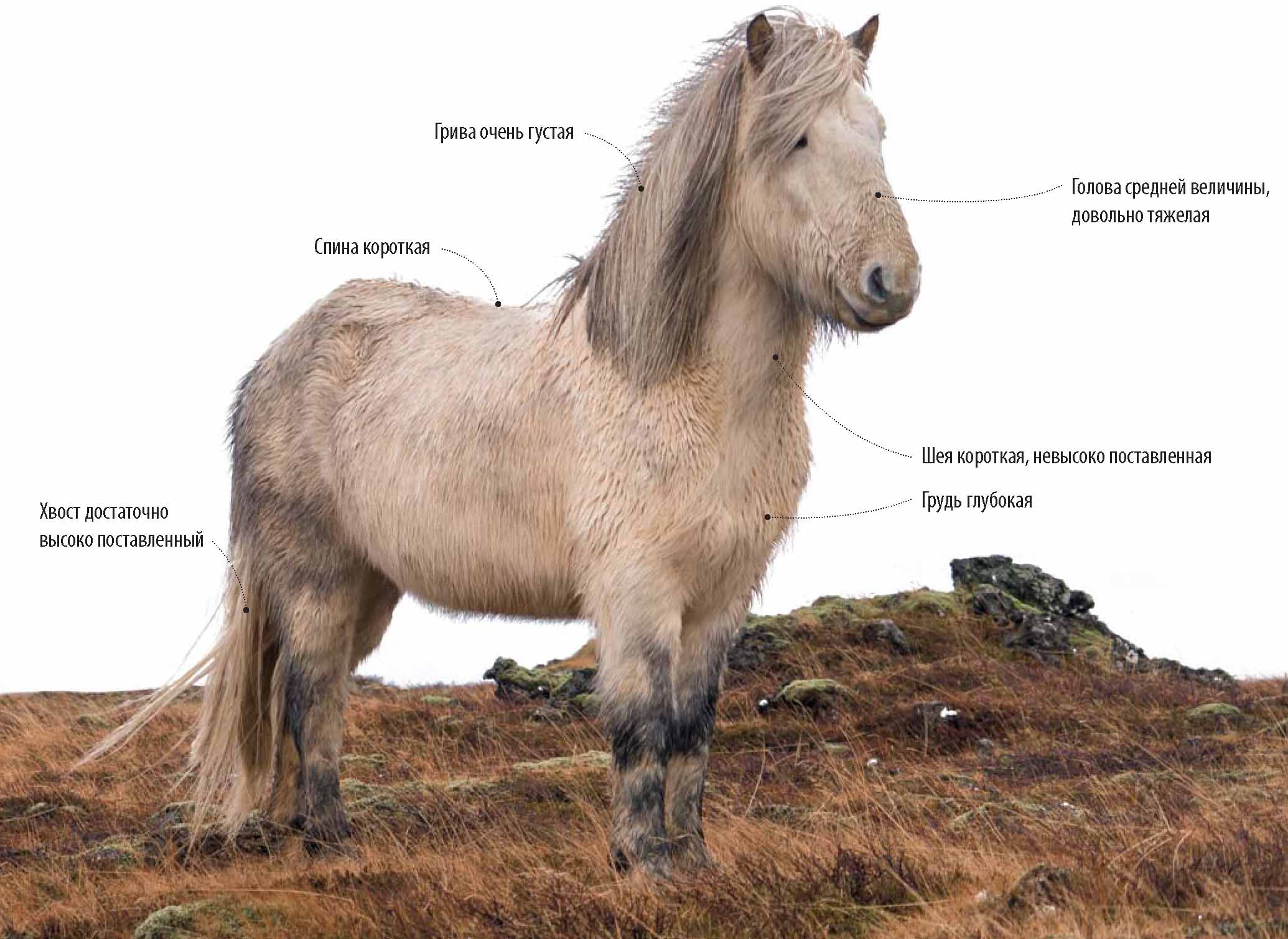 Исландская порода лошадей.