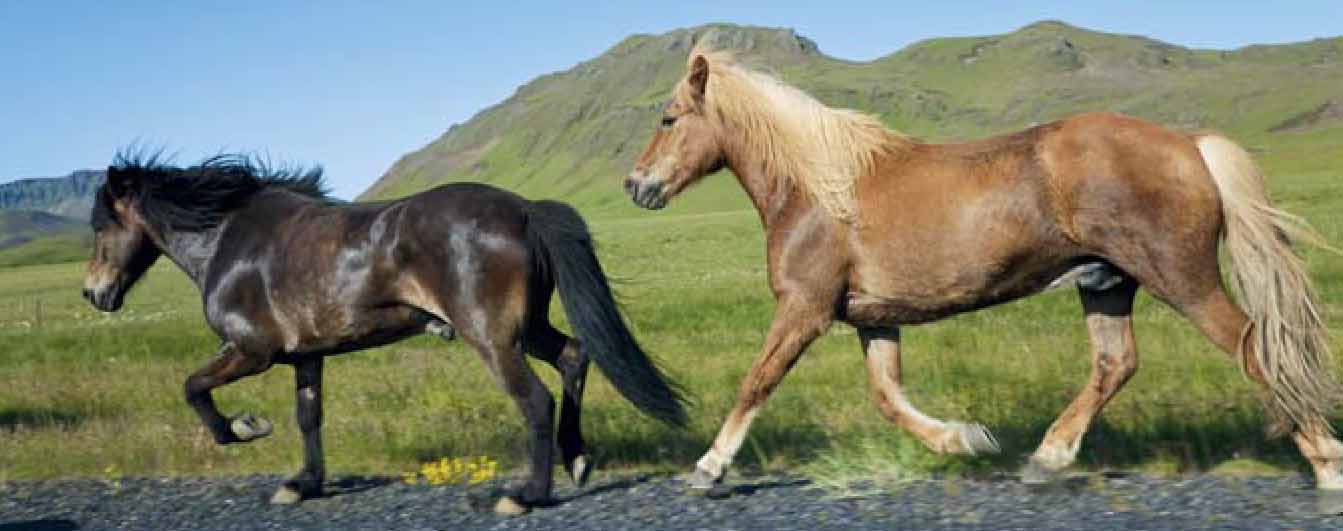 Пара исландских лошадей.
