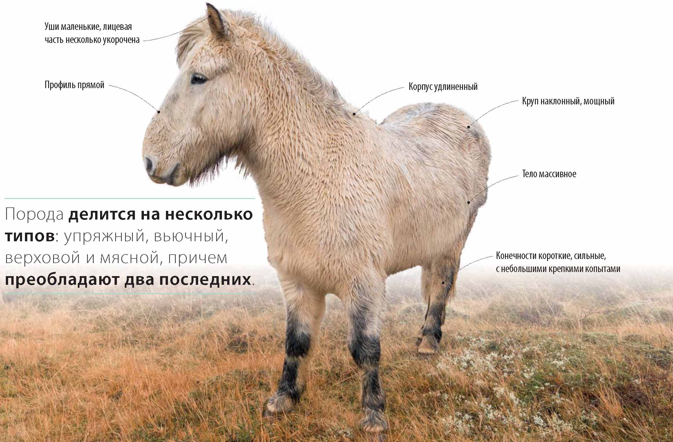 Описание исландской лошади.