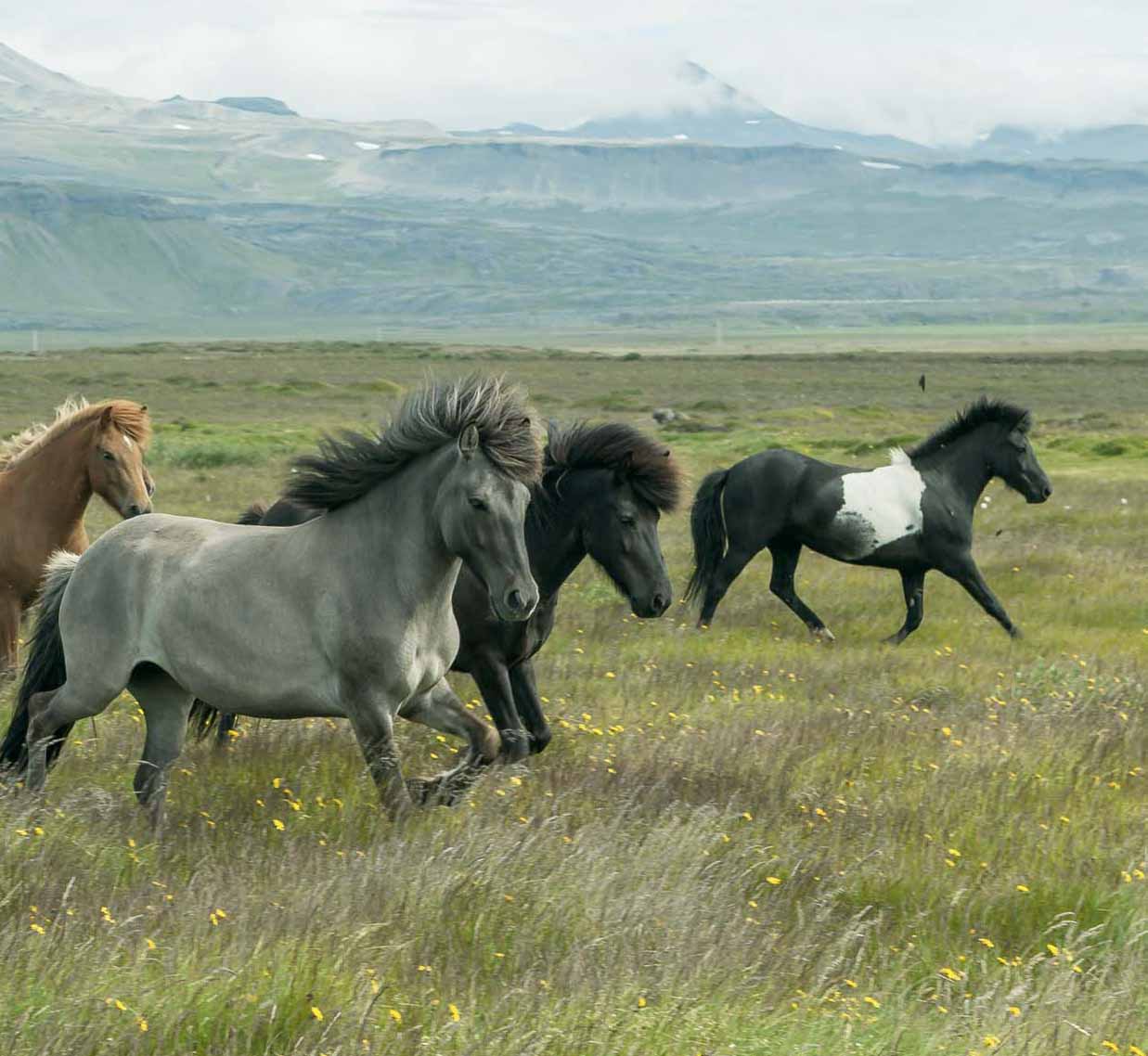 Главной особенностью исландских лошадей является то, что, помимо обычных шага, рыси и галопа, они могут двигаться еще двумя аллюрами — очень торопливым четырехтактным тельтом с высоким подниманием ног и своеобразной иноходью — скейдом.
