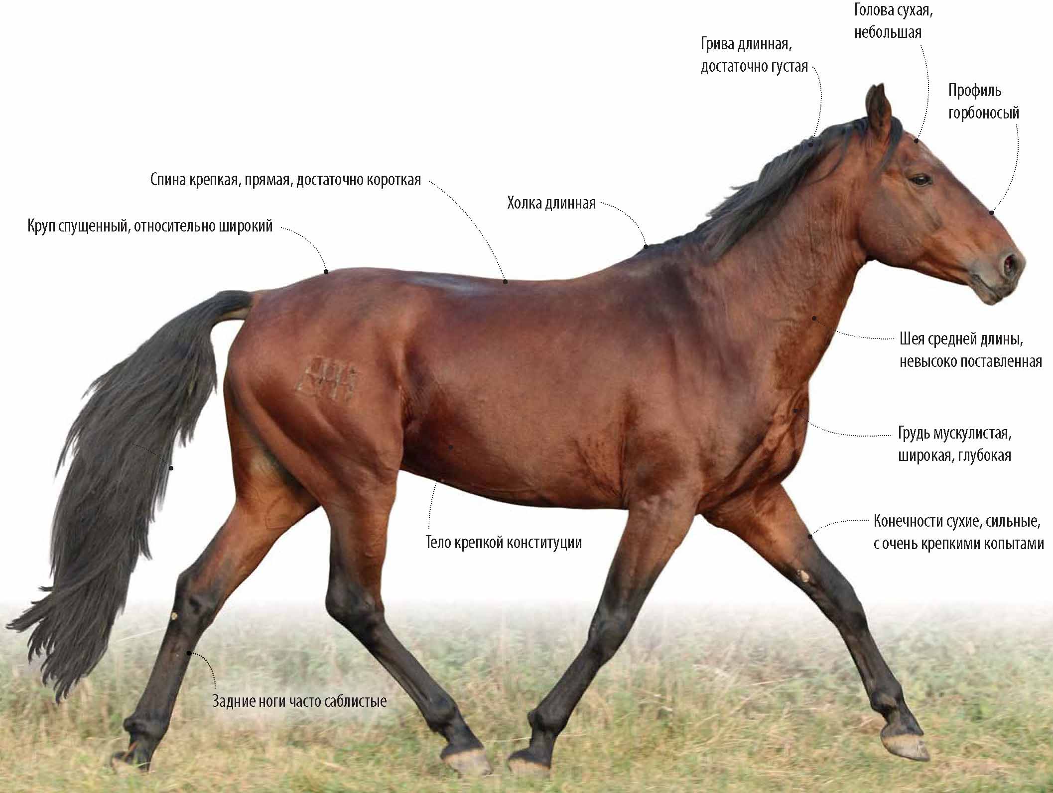 Особенности кабардинской породы лошадей.