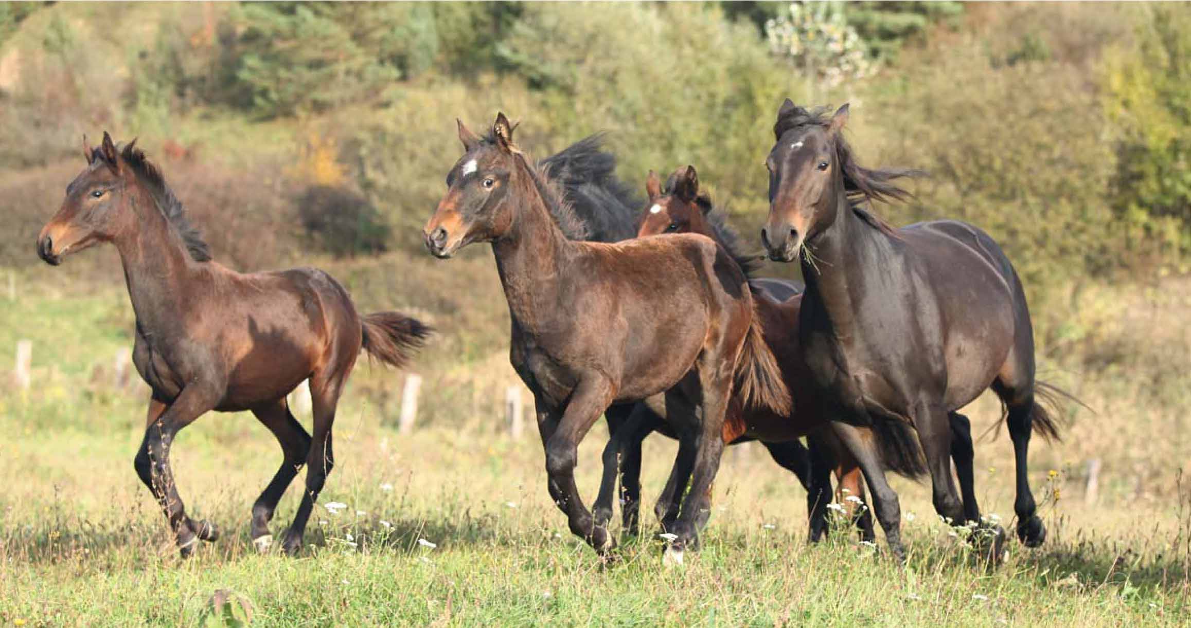 Кабардинские лошади.
