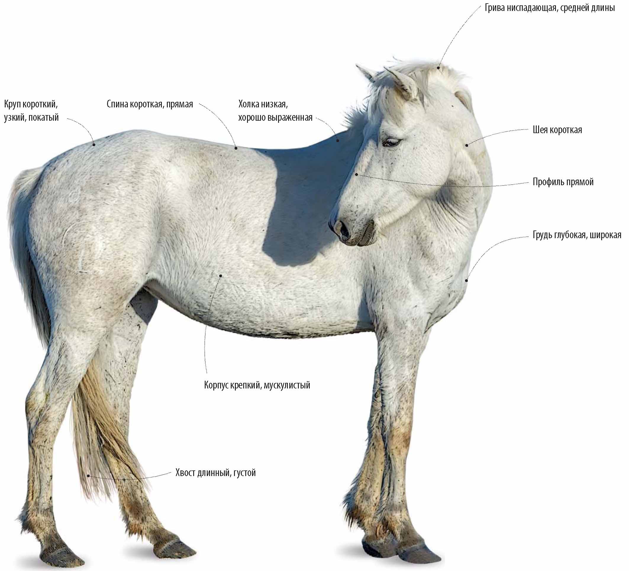 Камаргская порода лошадей.